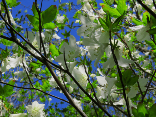 f:id:aohige0718:20180519144216j:plain 青空とシロヤシオ