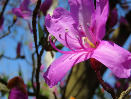 f:id:aohige0718:20180519144416j:plain ツツジ