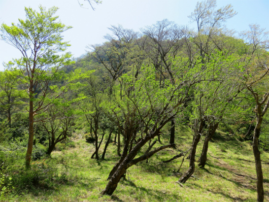 f:id:aohige0718:20180519144449j:plain 目指す寿岳