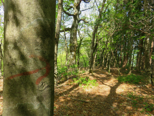 f:id:aohige0718:20180519144518j:plain 下山ルートマーキング