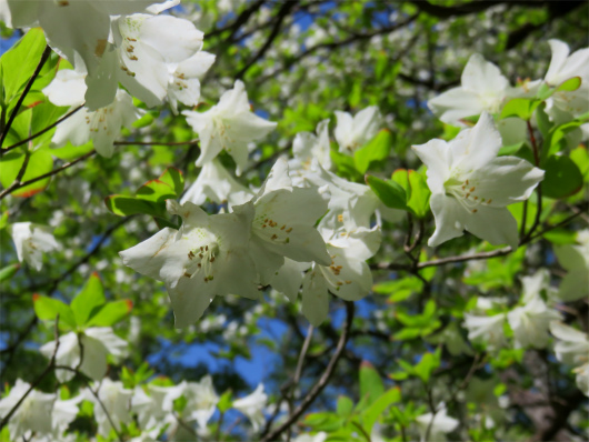 f:id:aohige0718:20180519144542j:plain シロヤシオの群落