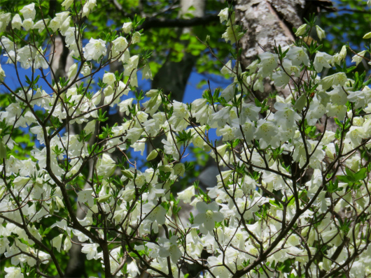 f:id:aohige0718:20180519144601j:plain シロヤシオがモリモリ咲いてる