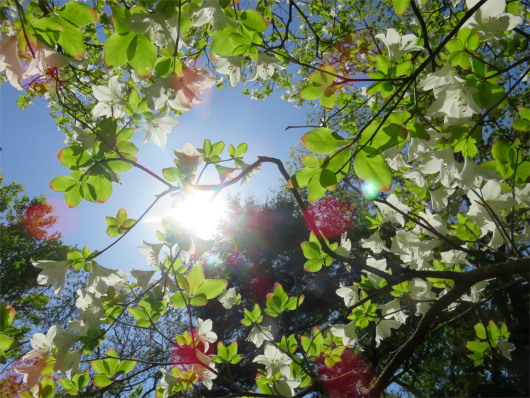 f:id:aohige0718:20180519144641j:plain 寿岳マイナールート