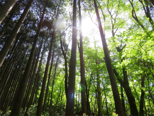 f:id:aohige0718:20180519144744j:plain 新緑