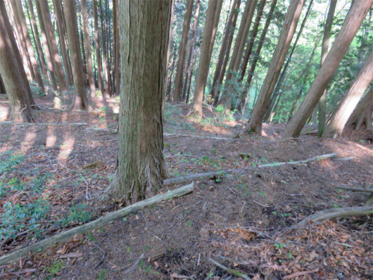 f:id:aohige0718:20180519144751j:plain 管理道