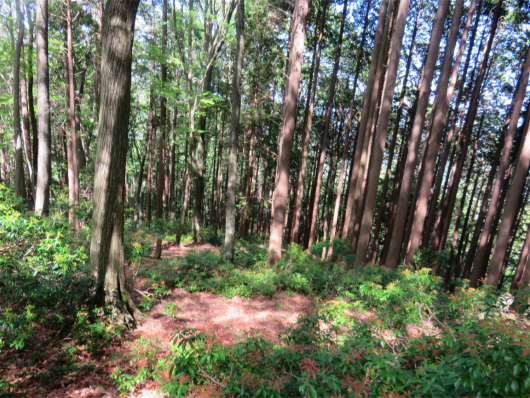 f:id:aohige0718:20180519144758j:plain 尾根の広い場所