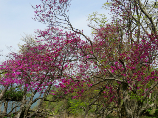 f:id:aohige0718:20180524204553j:plain 蕾