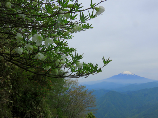 f:id:aohige0718:20180524204717j:plain シロヤシオと富士山の夢のコラボ