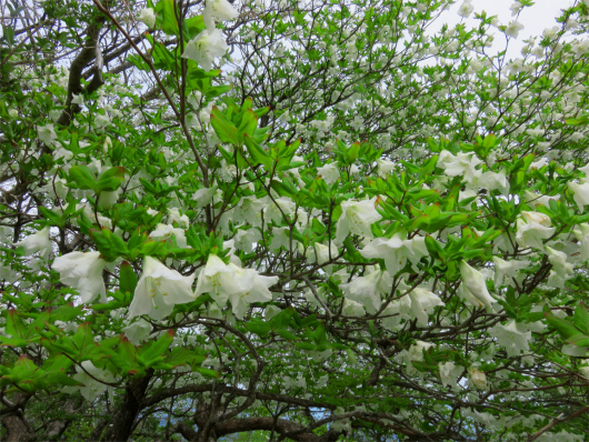 f:id:aohige0718:20180524204729j:plain シロヤシオがトンネル