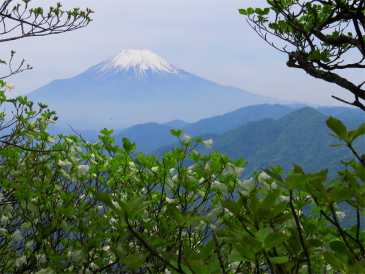 f:id:aohige0718:20180524204807j:plain シロヤシオと富士山