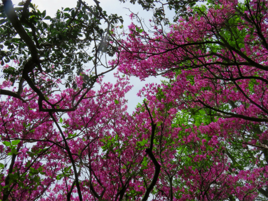 f:id:aohige0718:20180524204849j:plain ミツバツツジ