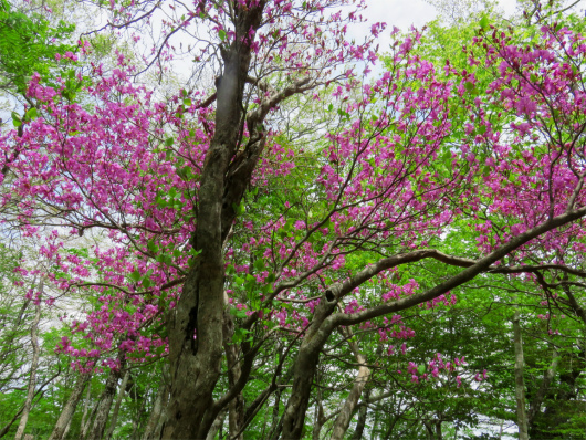 f:id:aohige0718:20180524204923j:plain 新緑