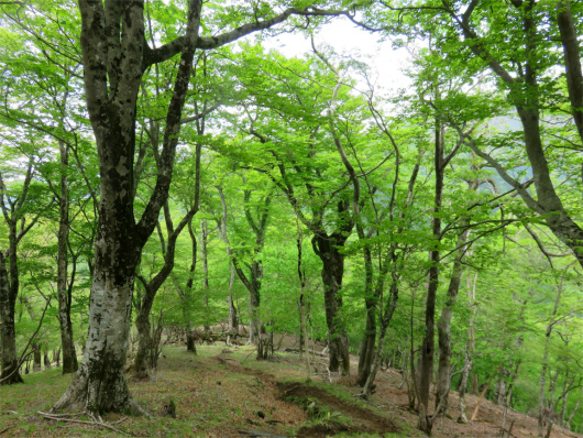 f:id:aohige0718:20180524205007j:plain 犬越路避難小屋周辺