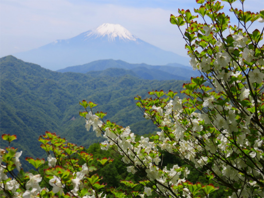 f:id:aohige0718:20180524205231j:plain 白い花と富士山