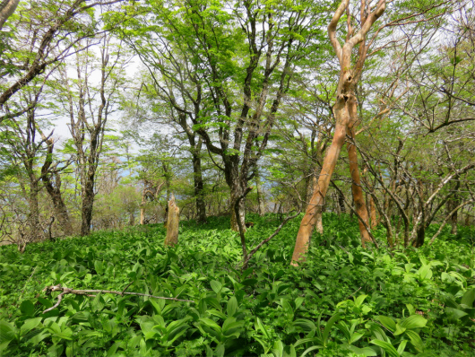 f:id:aohige0718:20180524205412j:plain 鐘撞山ルート