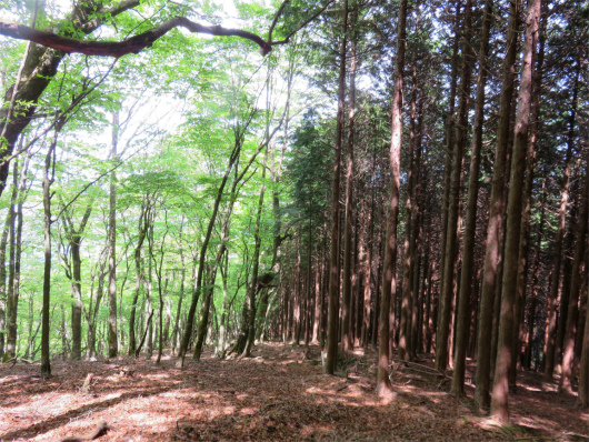 f:id:aohige0718:20180524205513j:plain 木々境目