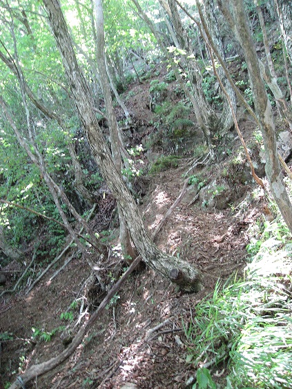 杓子山登山コースのトラバース気味の踏み跡
