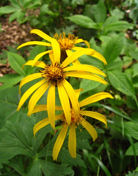 杓子山のお花