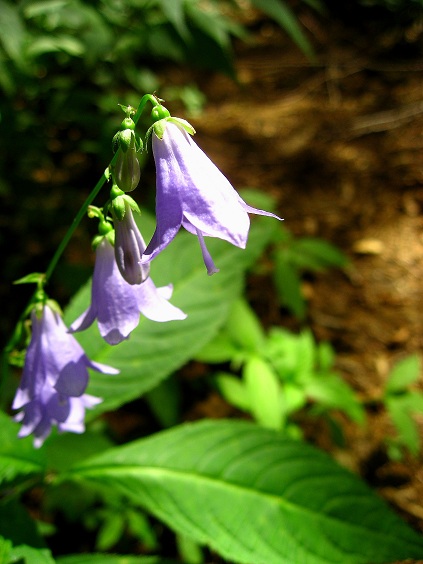 リンドウの花