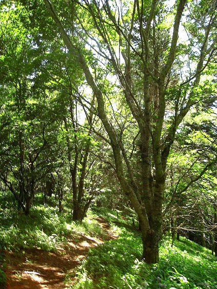 新緑至福の尾根歩き