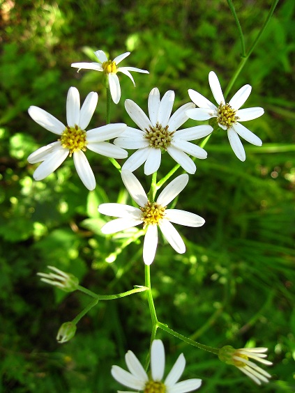 石割山登山道白い花