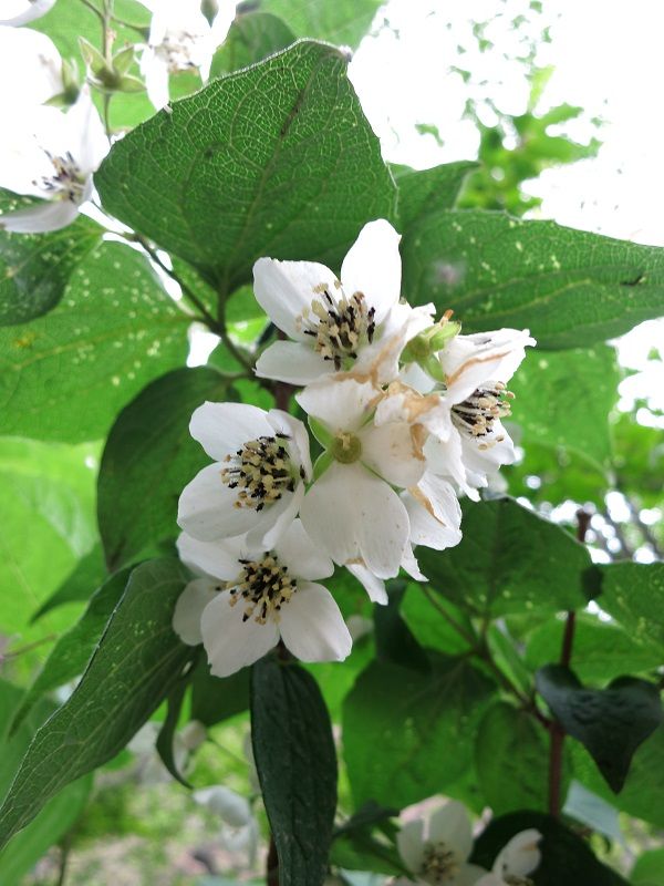 ドンドコ沢白いお花