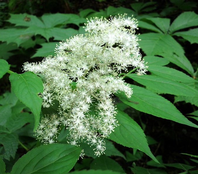 線香花火のような花