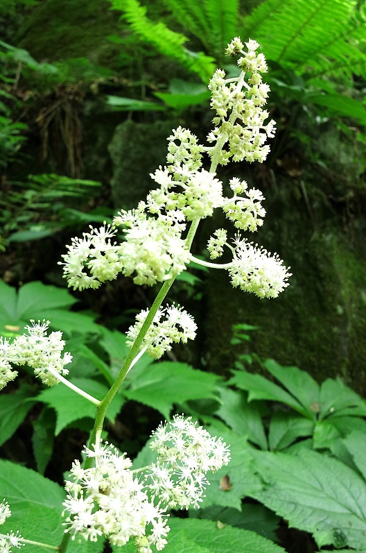 南精進ヶ滝お花