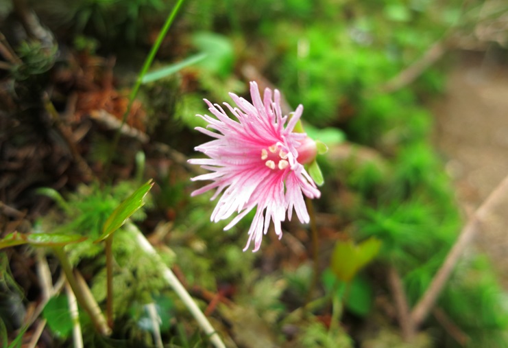 イワカガミの群落