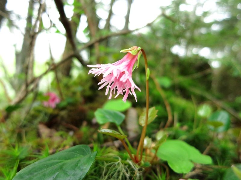イワカガミの旬