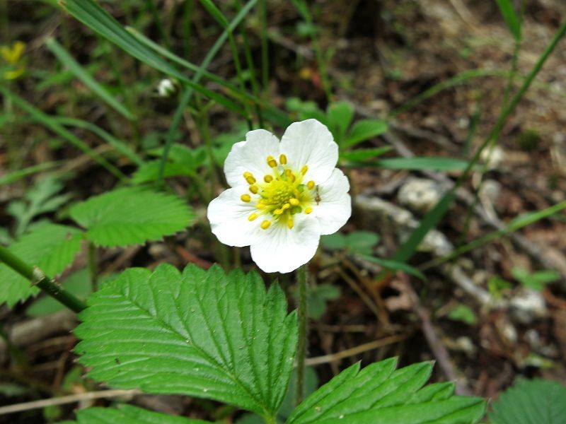野イチゴの花