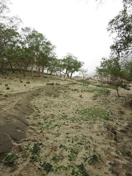 鳳凰小屋から地蔵岳への登り
