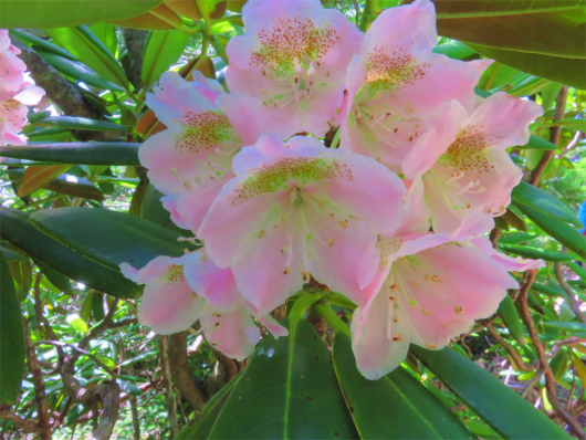 シャクナゲの花