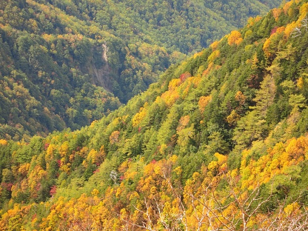 椹島ロッジ周辺の紅葉