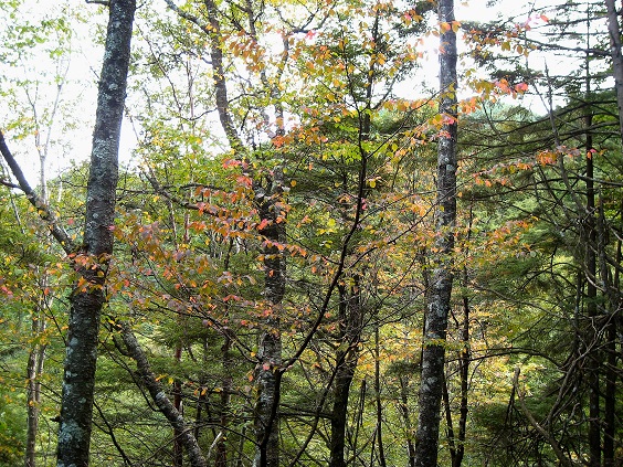 f:id:aohige0718:20180902112145j:plain 大菩薩嶺周辺の紅葉