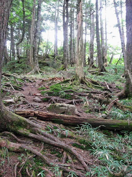 f:id:aohige0718:20180902112253j:plain 熊沢山まで結構な急登