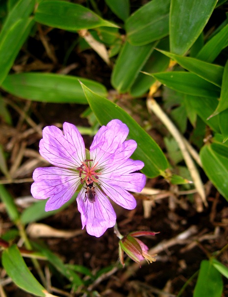 f:id:aohige0718:20180902112319j:plain 悪い虫