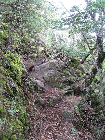 f:id:aohige0718:20180902112407j:plain 小金沢山の急登