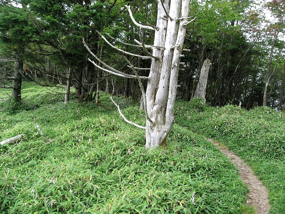 f:id:aohige0718:20180902112419j:plain 湯ノ沢峠避難小屋方面