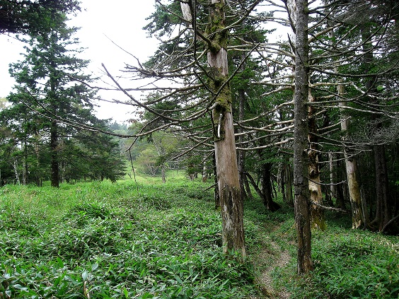 f:id:aohige0718:20180902112442j:plain 癒しの尾根道