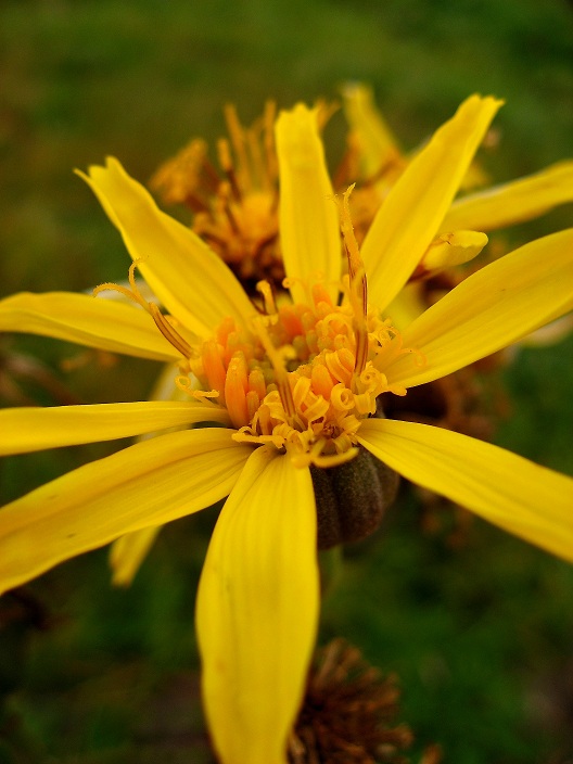 f:id:aohige0718:20180902112509j:plain 黄色い花