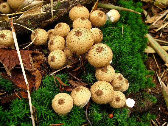 f:id:aohige0718:20180902112521j:plain ホコリダケ