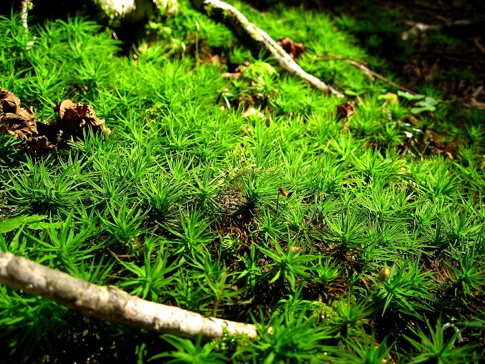 f:id:aohige0718:20180902112545j:plain 苔