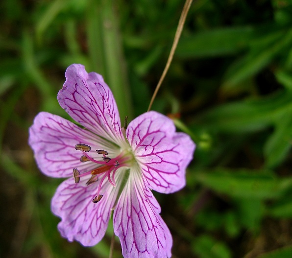 f:id:aohige0718:20180902112646j:plain 綺麗なお花