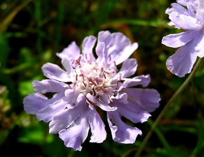 f:id:aohige0718:20180902112658j:plain マツムシソウ