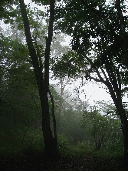 大谷ヶ丸への稜線の様子