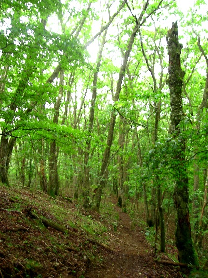 大谷ヶ丸・コンドウ丸天気が悪い