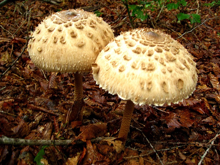 コンドウ丸付近のキノコ