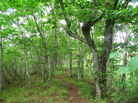 お坊山への稜線