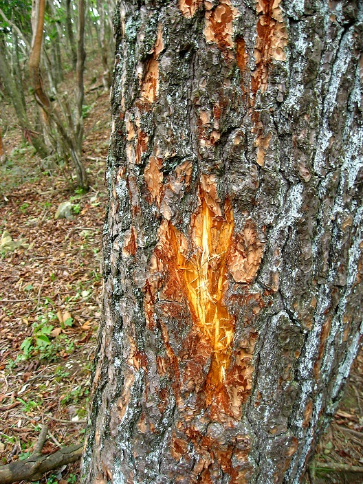 熊の仕業大谷ヶ丸・笹子雁ヶ腹摺の登山道